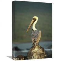 u. smeđi pelikan, uvala Urvina, otok Isabella, otoci Galapagos, Ekvador Art Print - Tui de Roy