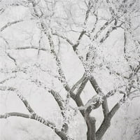 Winnipeg, Manitoba, Kanada - grane drveta prekrivene printom za snijeg, 15
