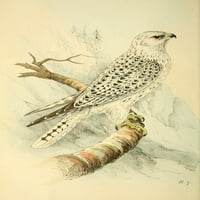 Obojene ilustracije britanske ptice jer sokolskog plakata ispisa nepoznatog