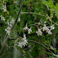 Cvjetanje bačva sjemenki Moringa Oleifera