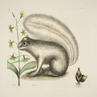 Siva lisica-vjeverica za poster Print Mark Catesby