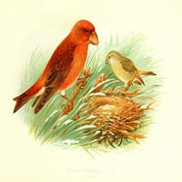 Ptice Britanije i Irske Crossbill, Zajednički poster Print by Henrik Gr_nvold
