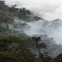 Cloud Forest, Provincija Imbabura, Ekvador Poster Print