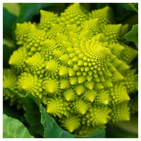 Everwilde Farms - Organski romanski brokoli sjemenke - Zlatni svodnik Jumbo paketa za skupljanje sijena