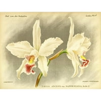 Goossens, A. Crni moderni uokvireni muzej umjetnički print pod nazivom - Orhideja, Laelia Anceps