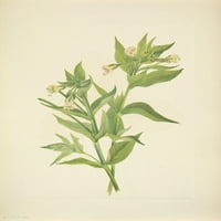 Američki divlji cvjetovi žuti plakat Willow-Weed Print Mary V. Walcott