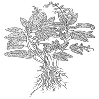Botanika: Sage. Nsalvia officinalis. Woodcut, 16. vek. Poster Print by