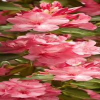 Izbliza ružičastih cvjetova u Bloom Poster Print
