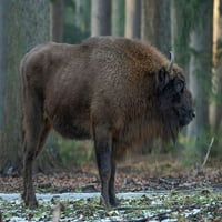 Musentan ili europski bizon tokom zimskog bavarskog šumskog nacionalnog parka Njemačka-Bavarska od Martina Zwicka