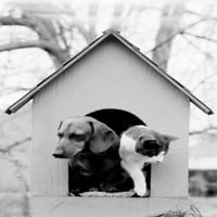 Mačka i pas u psećem posteru Print