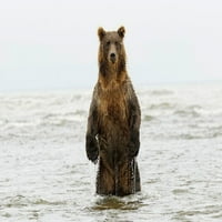 Smeđi medvjed stojeći uspravni-srebrni losos potok-jezero Clark National Park-Aljaska Adam Jones