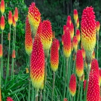 Torch Lily Sjemenke cvijeća - sjemenke - Crveni poker cvijet - egzotične životne crvene cvjetanje zadivljuju