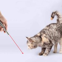 Nadogradite interaktivne mačke igračke, u kućnim ljubimcima Chaser Wand Alat za trening za vježbanje mače