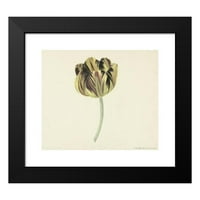 Cornelis van Noorde Black Moderni uokvireni muzej umjetnički print pod nazivom - Tulip nazvan Bizard