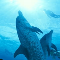 Karibi, Bahami, izbliza par uočalih delfina, sunčani snorkeler Poster Print