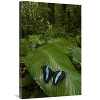 u. morfo leptir leptir, na listu u prašumi, Ekvador Art Print - Pete Oxford