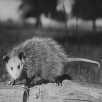 Opossum stoji na otisku zapisa