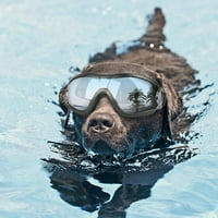 Naočale za pse PET Sunčane naočale pseće očima Vjetrootporne vodene naočale s podesivim kaišem za velike