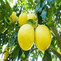 ⭐ Stručnjak za Gardera: Najbolje tlo mi za uzgoj citrus maxima pomelo stabla ?? - [kvarca]
