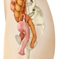 Medicinska ilustracija ženskih genitalnih organa, bočni prikaz Poster Print