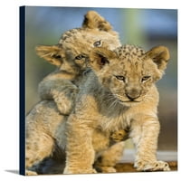 Lion Cubs Svirajući - FASTORN PRESS PHOTOGRAFIJA