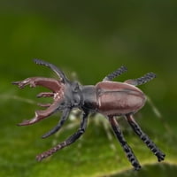 Pnellth Animal Model Vivid Simulirana plastična jednorog Daybug Animal Airs Aides AIDS