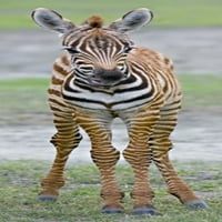 Mlada Zebra koja stoji u polju, područje zaštite od Ngorongoro, Regija Arusha, Tanzanija Poster Print