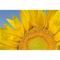 Sunflower Helianthus Annuus Poster Print, Veliki - 24