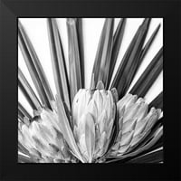 Urban Epiphany Crna modernog uokvirenog muzeja Art Print pod nazivom - Protea