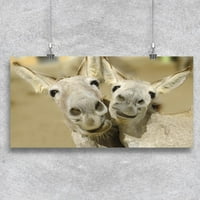Dva sretna magarca postera -image by shutterstock