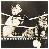 Catfight od Anon Poster Print