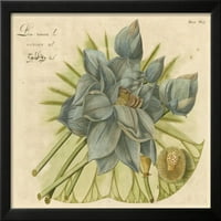 Blue Lotus cvijet II, botanička uokvirena umjetnost Print Wall Art Prodano od strane Art.com