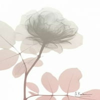 Serenity Rose Poster Print Albert Koetsier