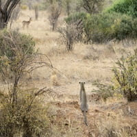 Afrika, Kenija. Leopard Eying Antelope. Poster Print Jaynes Gallery