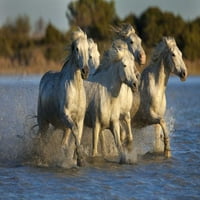 Francuska, Provansa Bijeli Camargue Konji koje vodi Jim Zuckerman