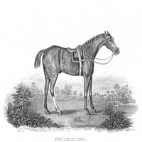 Eklipsa . Nenglish Racehorse. Jetkar i graviranje, krajem 18. vijeka, nakon George Stubbsa. Poster Print