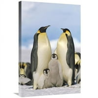 in. car Penguin Roditelji sa pilićima, Antarktika Art Print - Konrad wothe