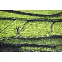 Posteranzi DPI Farmer u Rice Paddyju, povišen pogled na postera Print, 12