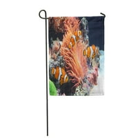 Orange Coral Sea Anemone i klovnova riba crvena grebenska zastava za zastavu Ban za zastavu Baner