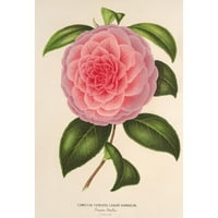 Charles Antoine Lemaire Black Ornate uramljeno Double Matted Museum Art Print Naslijed: Camellia Teresita