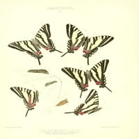 Sadržaj sjevernih američkih leptira Papilio Poster Print Mary Peart