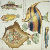 Šarena ilustracija pet ribljih plakata tiska Mary Evans Prirodnjački muzej