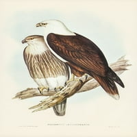 Sea Eagle-Haliaster LeucoSternarus-Haliaster LeucoSternarus Print - John Gould