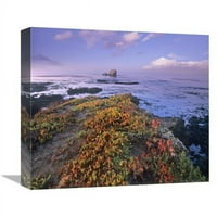 Globalna galerija u. Idenoplantacija Pokrivajući obalne stijene, Point Piedras Blancas, Kalifornija Art Print - Tim Fitzharris