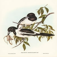 Crno-grlo-kratko-shrike-cracticus nigrogularis print plakata - John Gould