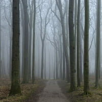 Obalna bukva šuma sa stazom i maglom, Gespensterwald, Nienhagen, Bad Doberan, Zapadna Pomerania, Njemačka