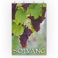 Solvang, Kalifornija, vino grožđe na vinovoj lozi