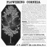 Cvjetni oglas, 1890. Namerička časopisa Oglas za J.t. Flowers Lovettt Company, 1890. Print Poster by