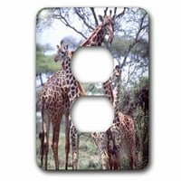 3Droza Giraffe Herd, Tanzanija Afrika - Na DNO - David Northcott - Priključak za utičnicu