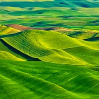 -Washington State-Palouse-uzorci u poljima svježeg zelenog proljetnog pšenice Print - Terry Hegmer